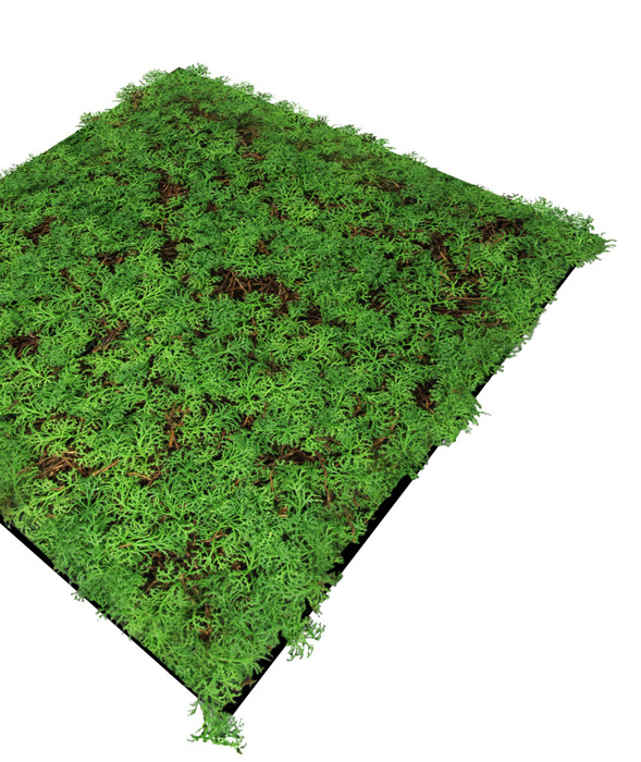 Jangal Modular Wall plantepanel 52 x 52 cm - Thuja